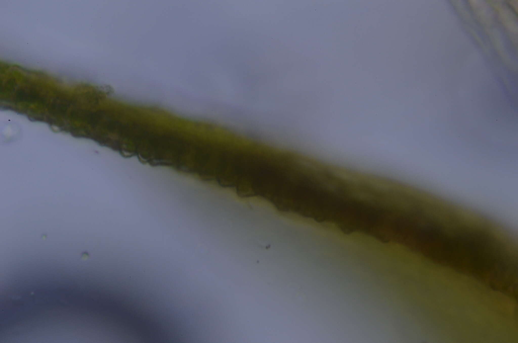 Image of pseudoleskea moss