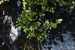 Image of Erica genistifolia Salisb.