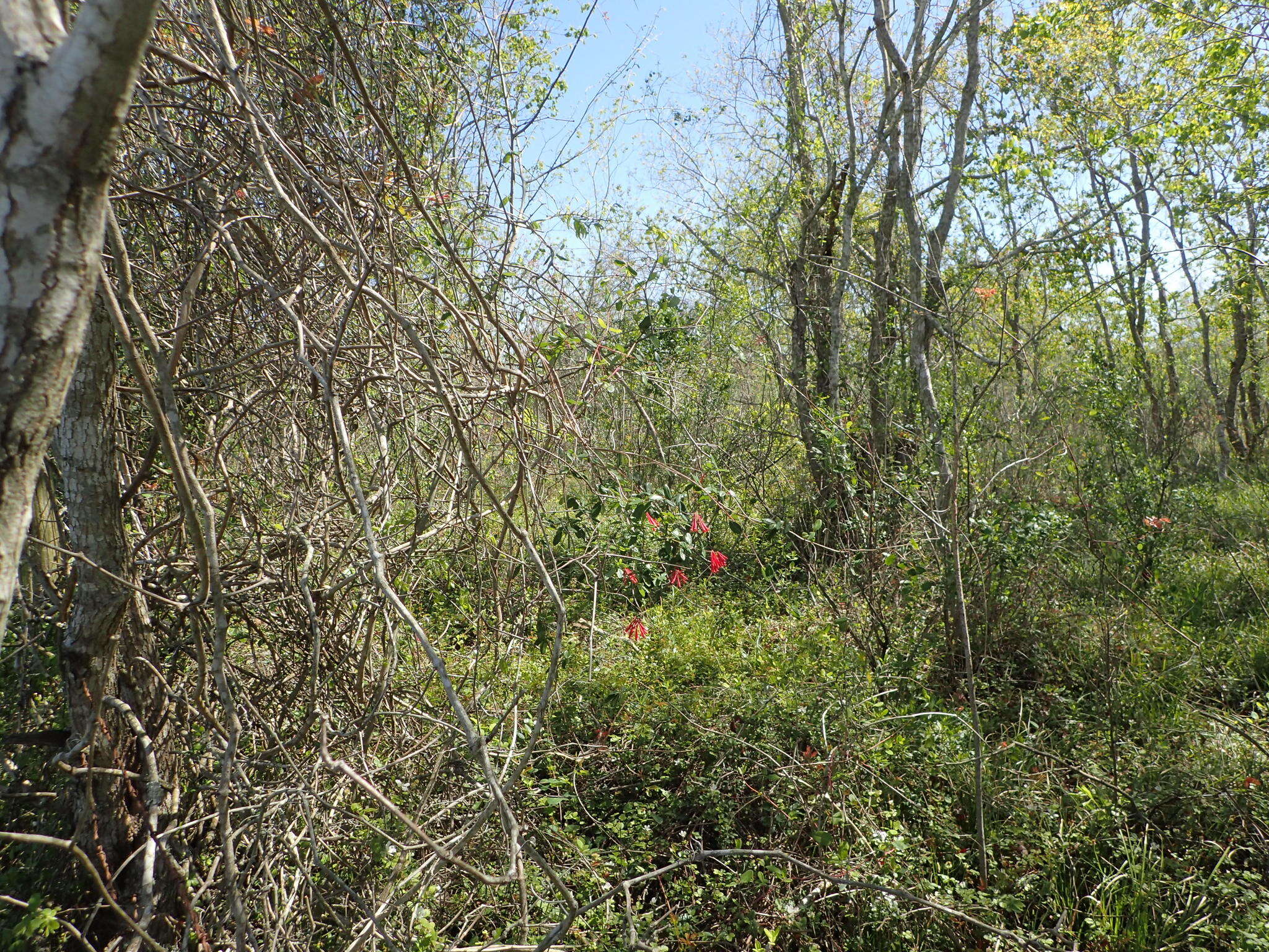 Image de Lonicera sempervirens L.