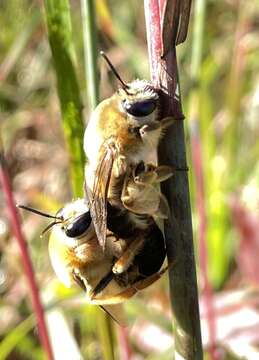 Image of Caupolicana electa (Cresson 1878)