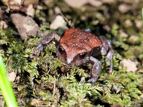 Image of Keferstein’s Toadlet