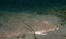 Image of Pacific Angel Shark