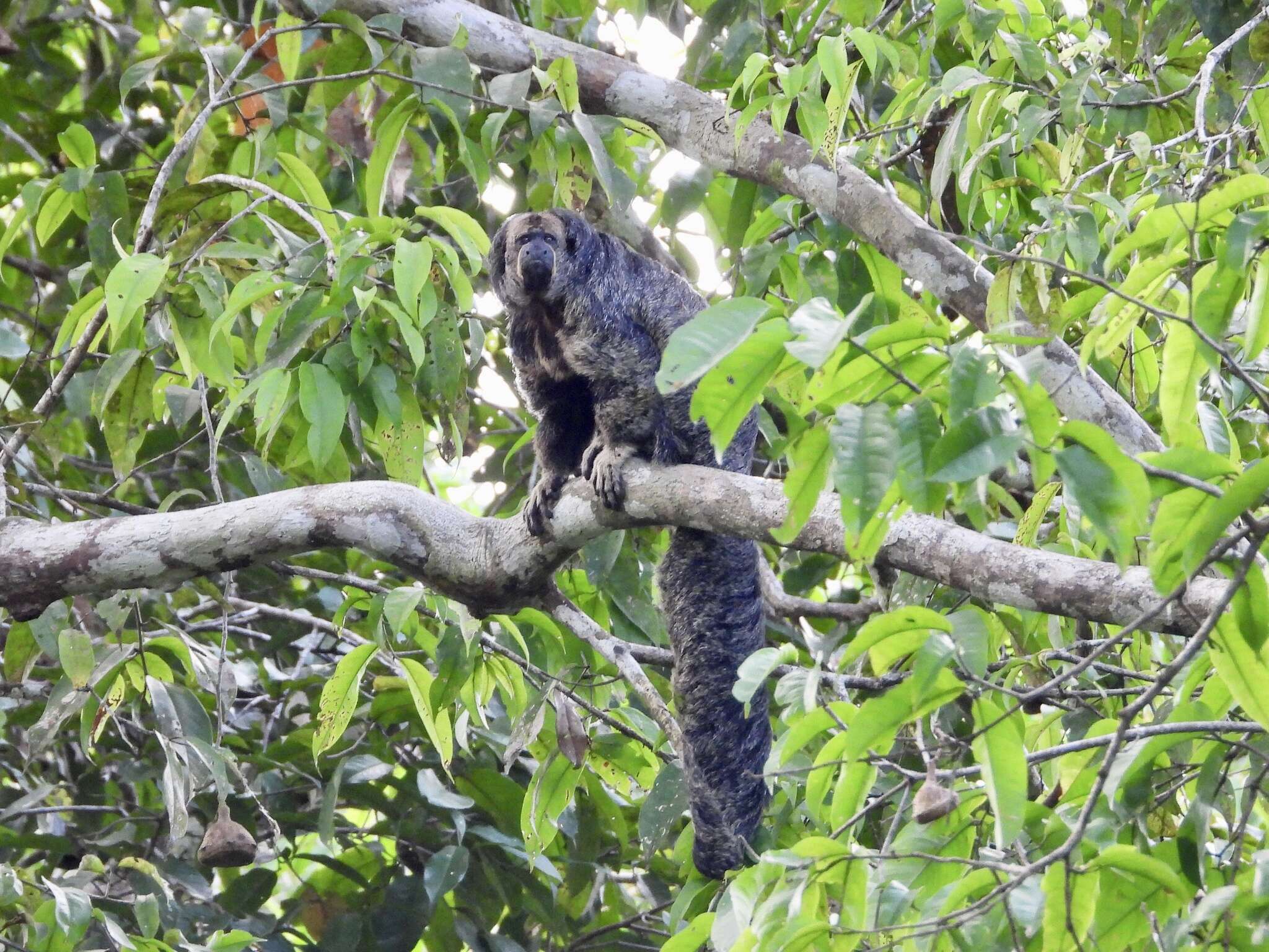 Image of Geoffroy’s Monk Saki