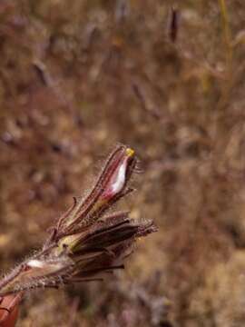 Image of hairy bird's beak