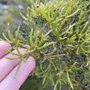 Image of Hakea varia R. Br.