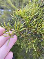 Image of Hakea varia R. Br.