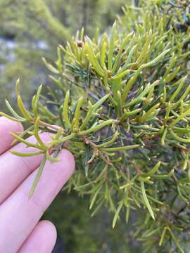 Image de Hakea varia R. Br.