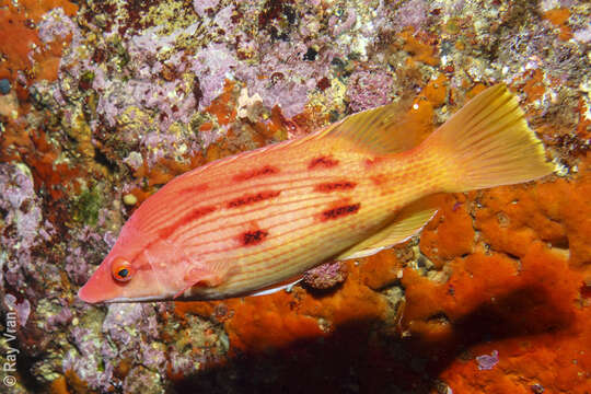 Sivun Bodianus unimaculatus (Günther 1862) kuva