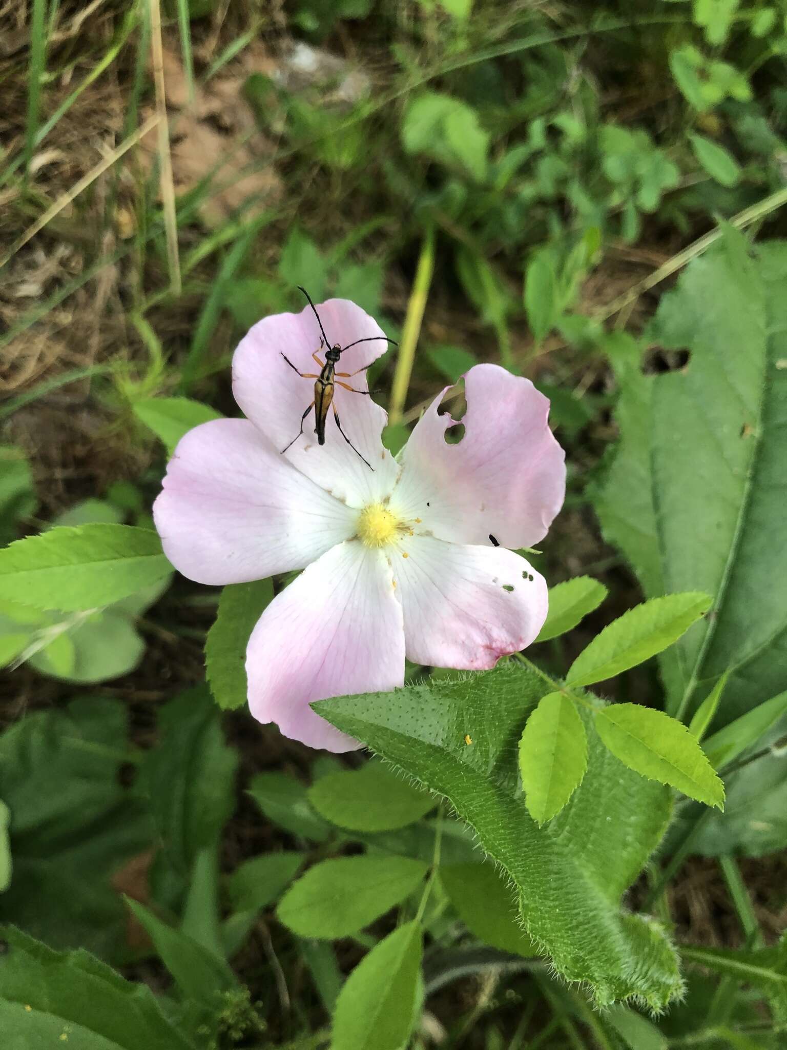 Imagem de Rosa carolina subsp. carolina