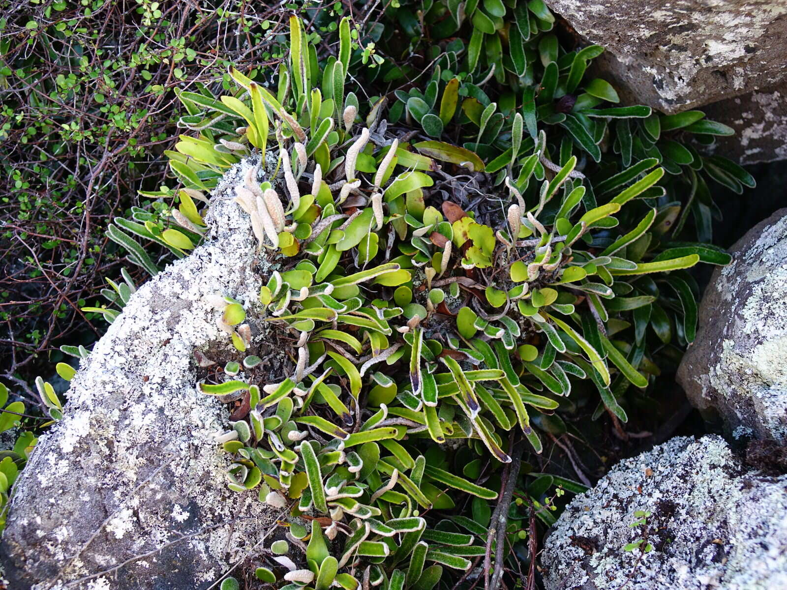 Image of leather-leaf fern