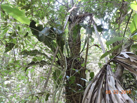 Image of Anthurium schlechtendalii subsp. schlechtendalii