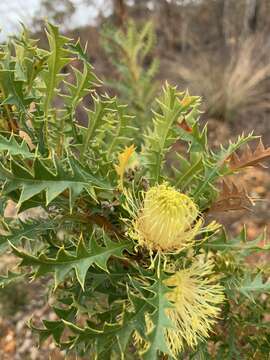 Image of Banksia armata (R. Br.) A. R. Mast & K. R. Thiele