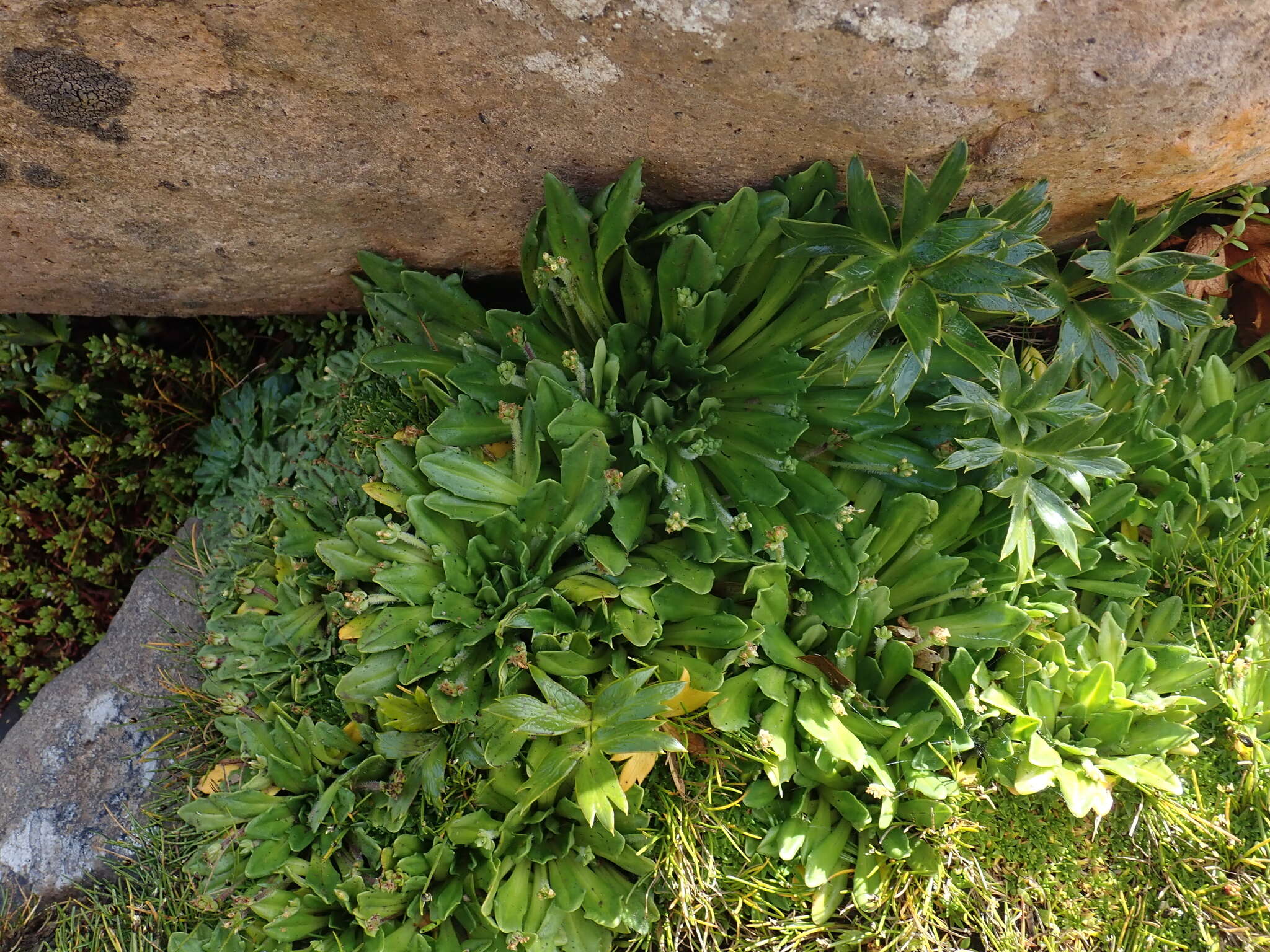 Image of Plantago triantha Spreng.