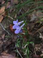 Image de Lobelia georgiana McVaugh