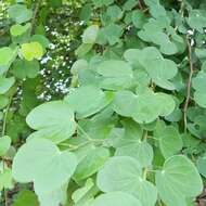 Imagem de Bauhinia racemosa Lam.