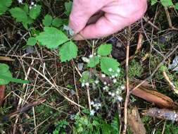 Imagem de Tiarella trifoliata L.