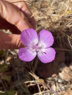 Plancia ëd Clarkia lewisii P. H. Raven & D. R. Parnell