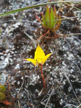 صورة Disa tenuifolia Sw.