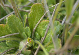 Слика од Arabis aculeolata Greene