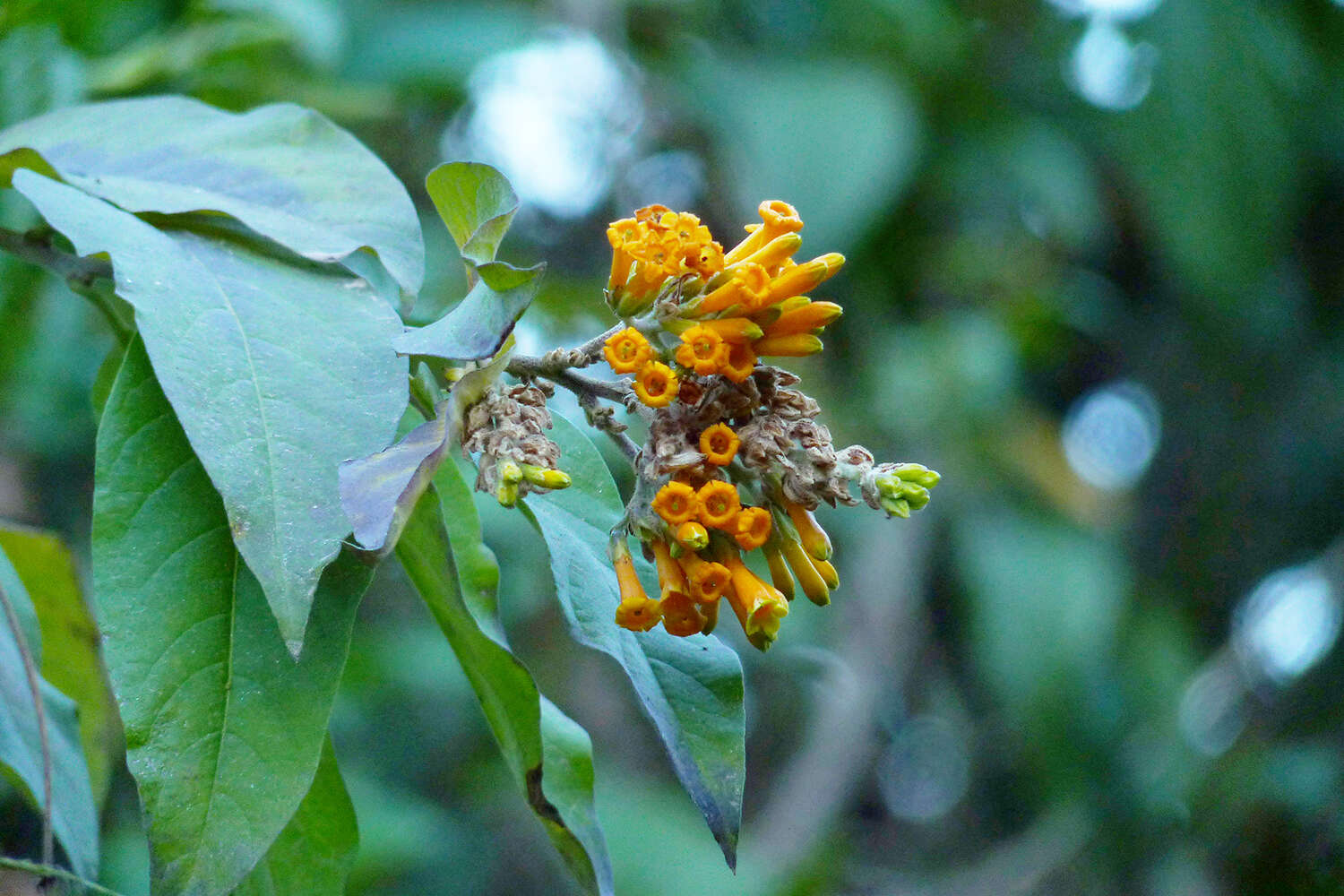 صورة Cestrum lorentzianum Griseb.