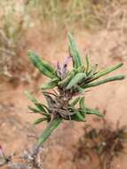 Image of Pachypodium succulentum (L. fil.) Sweet