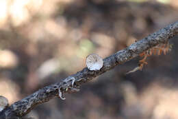 Hohenbuehelia cyphelliformis (Berk.) O. K. Mill. 1986 resmi