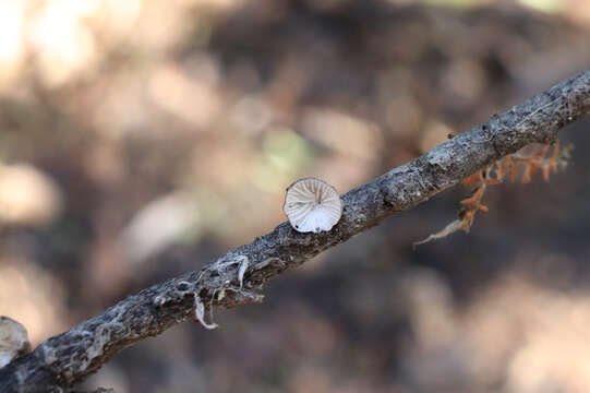 Image de Hohenbuehelia cyphelliformis (Berk.) O. K. Mill. 1986