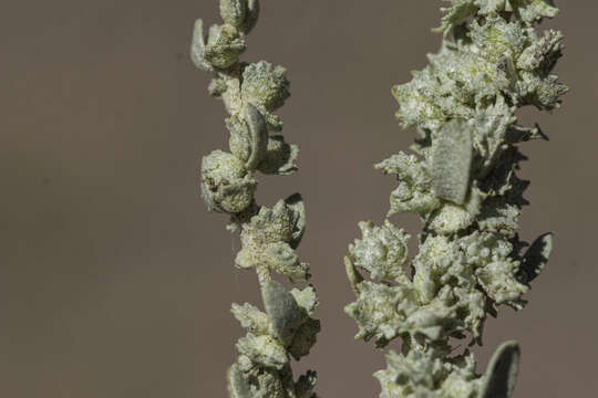 Image de Atriplex obovata Moq.