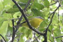 Image of Grey-hooded Warbler