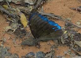 Sivun Morpho menelaus Linnaeus 1758 kuva