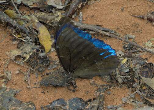 Imagem de Morpho menelaus Linnaeus 1758