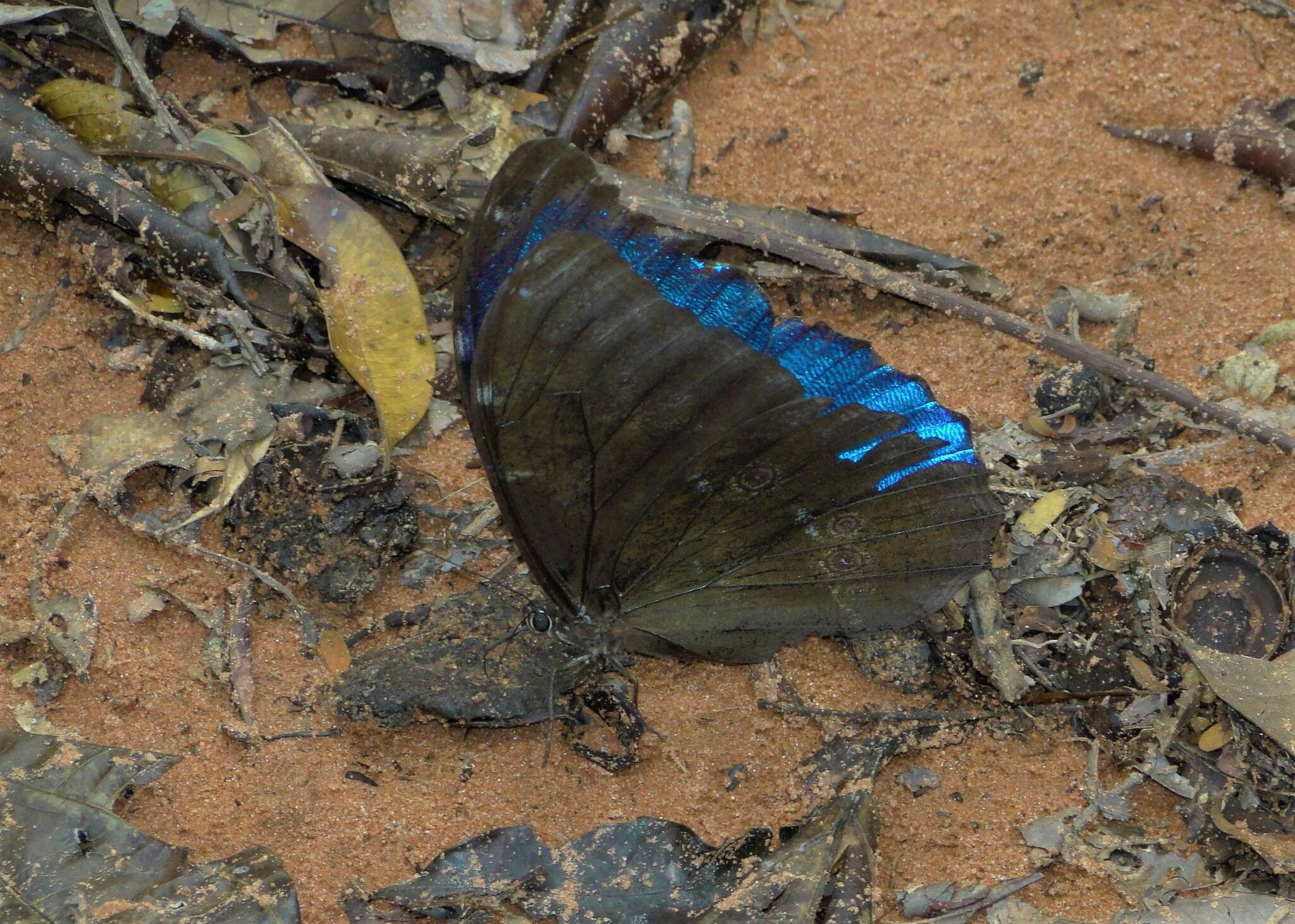 Sivun Morpho menelaus Linnaeus 1758 kuva