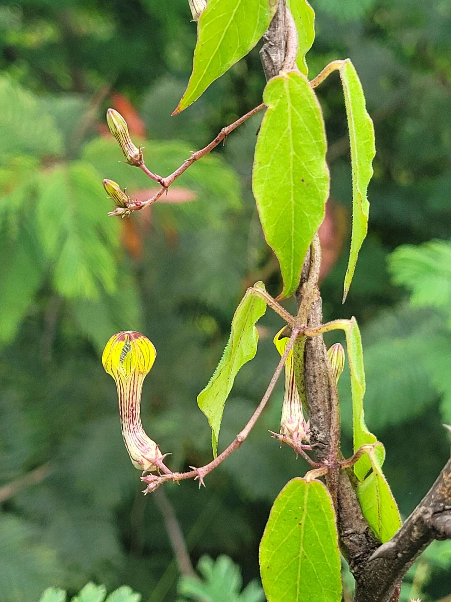 Sivun Ceropegia carnosa E. Mey. kuva