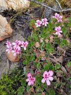 Image of Pelargonium alpinum Eckl. & Zeyh.