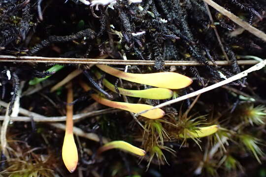 Image of Liparophyllum gunnii Hook. fil.