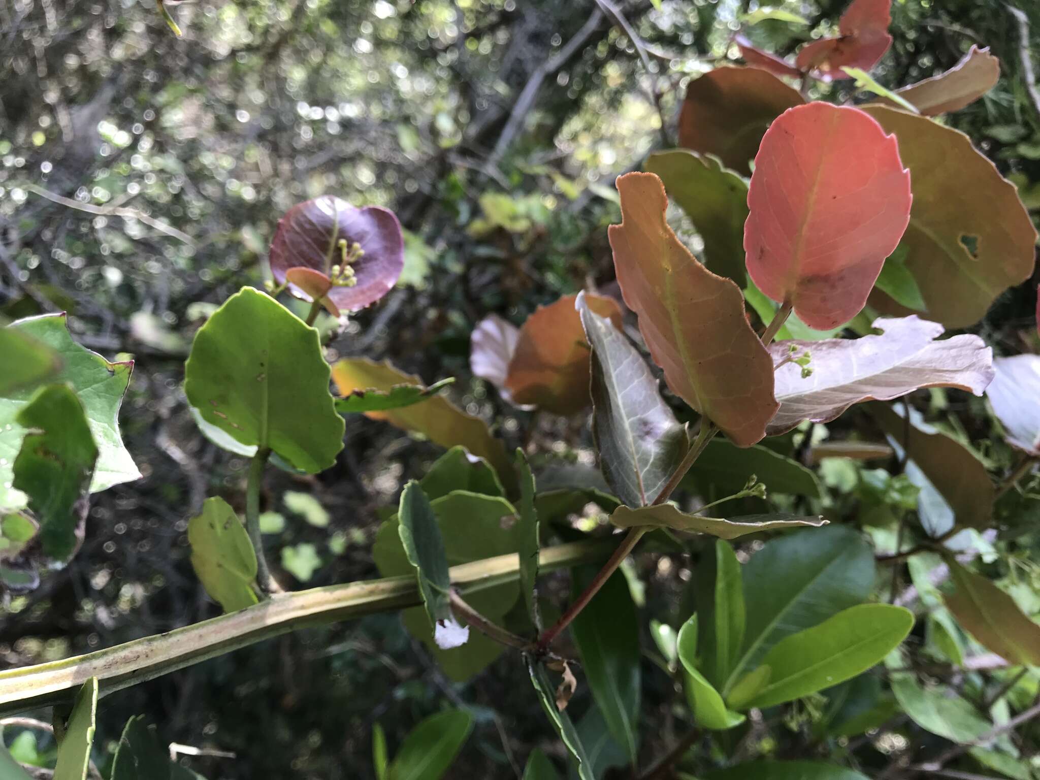 Image de Lauridia tetragona (L. fil.) R. H. Archer