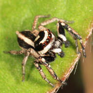 Image of Leptofreya longispina (F. O. Pickard-Cambridge 1901)