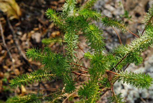 Image of Baccharis aliena (Spreng.) Joch. Müll.