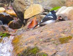 Image of Spotted Forktail