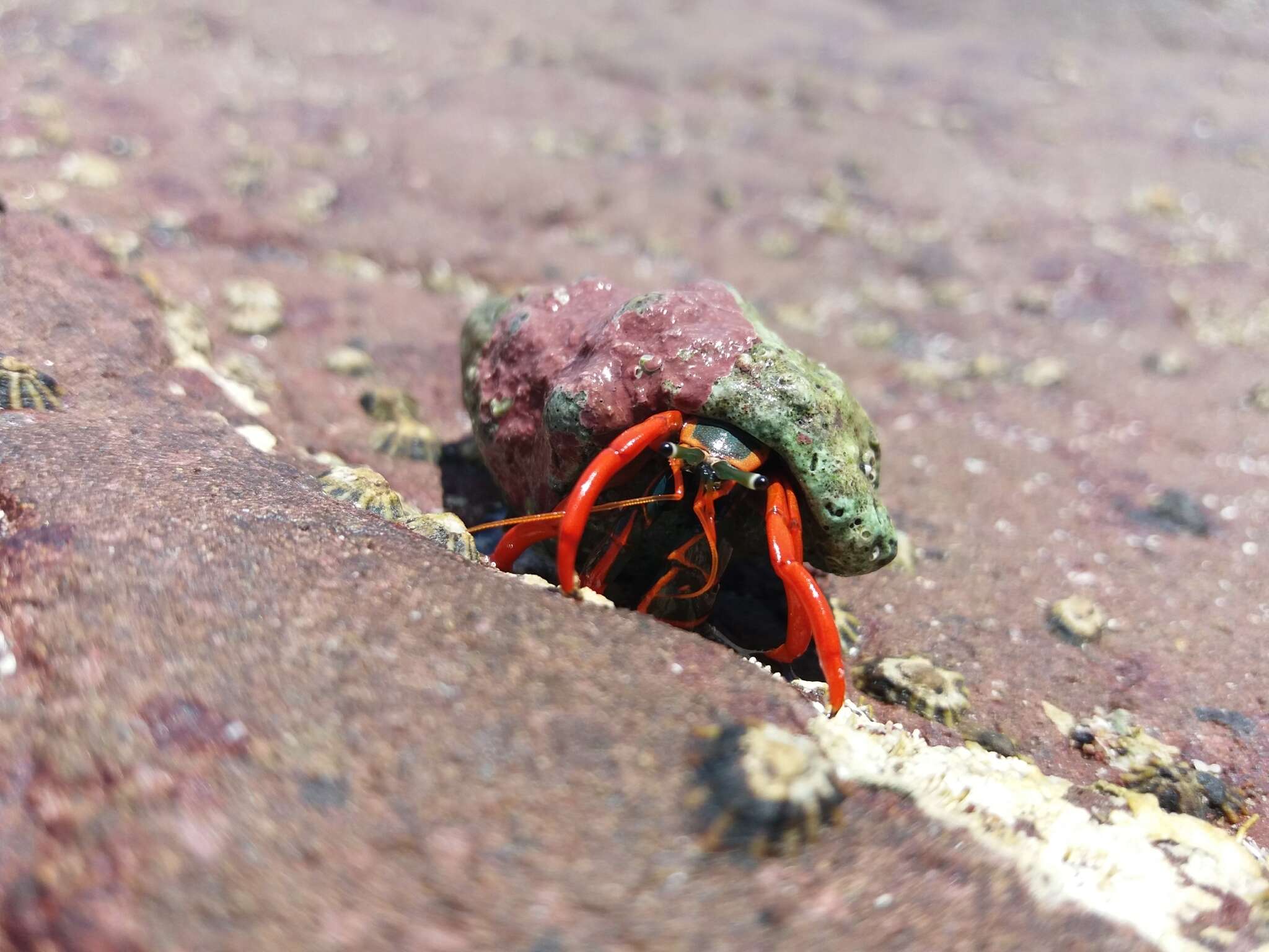 Image of California scarlet hermit crab