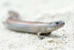 Image of Two-toed Earless Skink