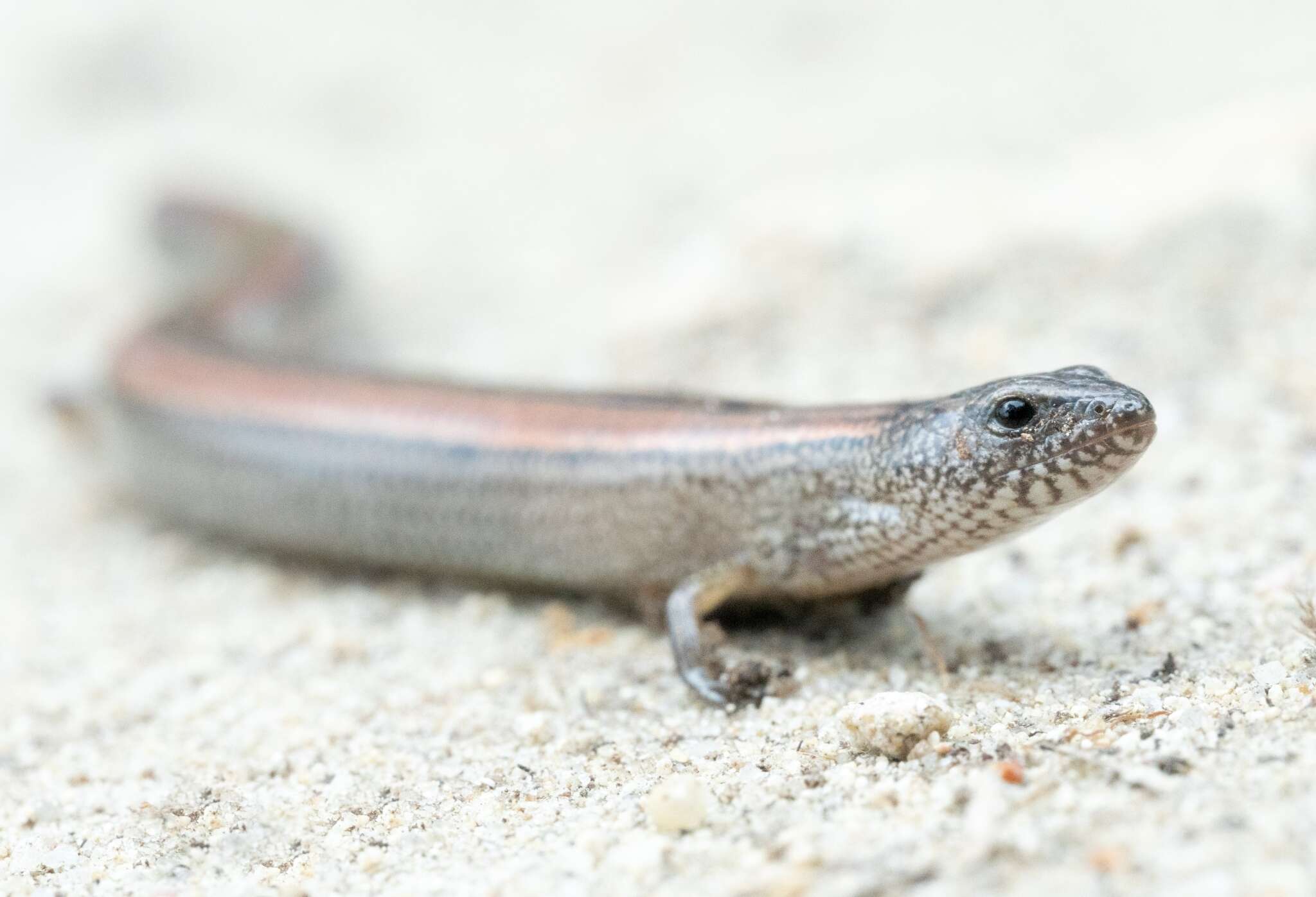 Image of Two-toed Earless Skink