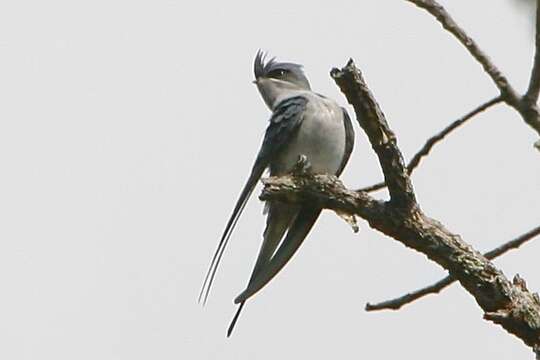 Image of Crested Treeswift