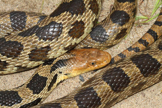 Image of Eastern Fox Snake