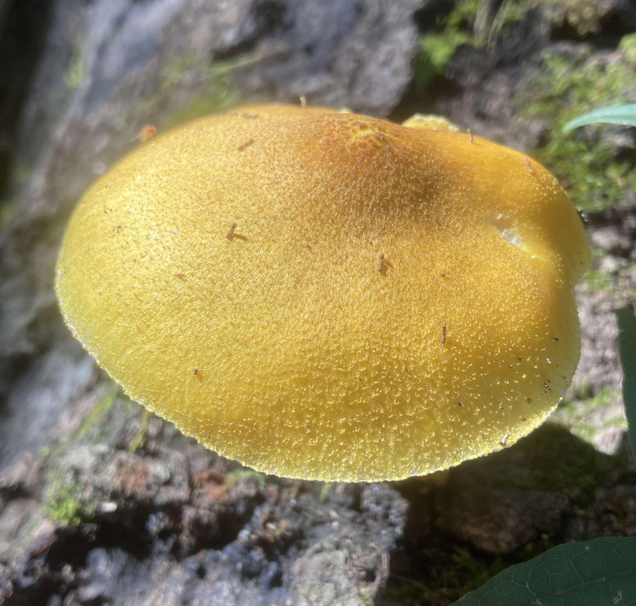 Image of Pluteus mammillatus (Longyear) Minnis, Sundb. & Methven 2006