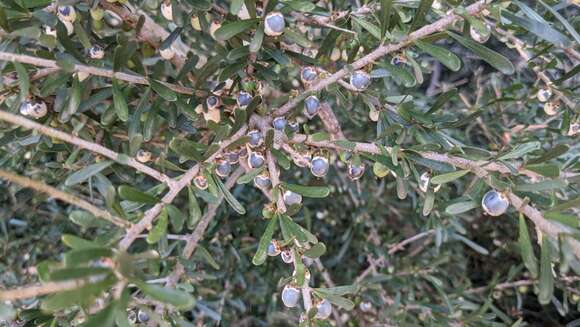 Image of Melicytus angustifolius subsp. angustifolius