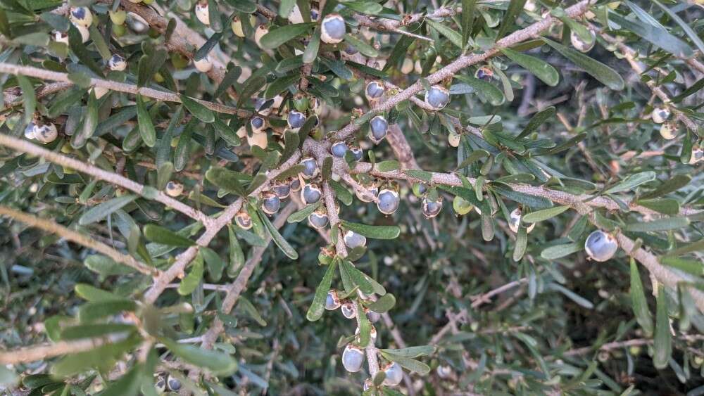 Melicytus angustifolius subsp. angustifolius resmi