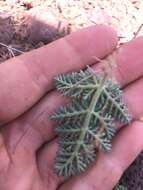 صورة Lomatium ravenii Mathias & Constance