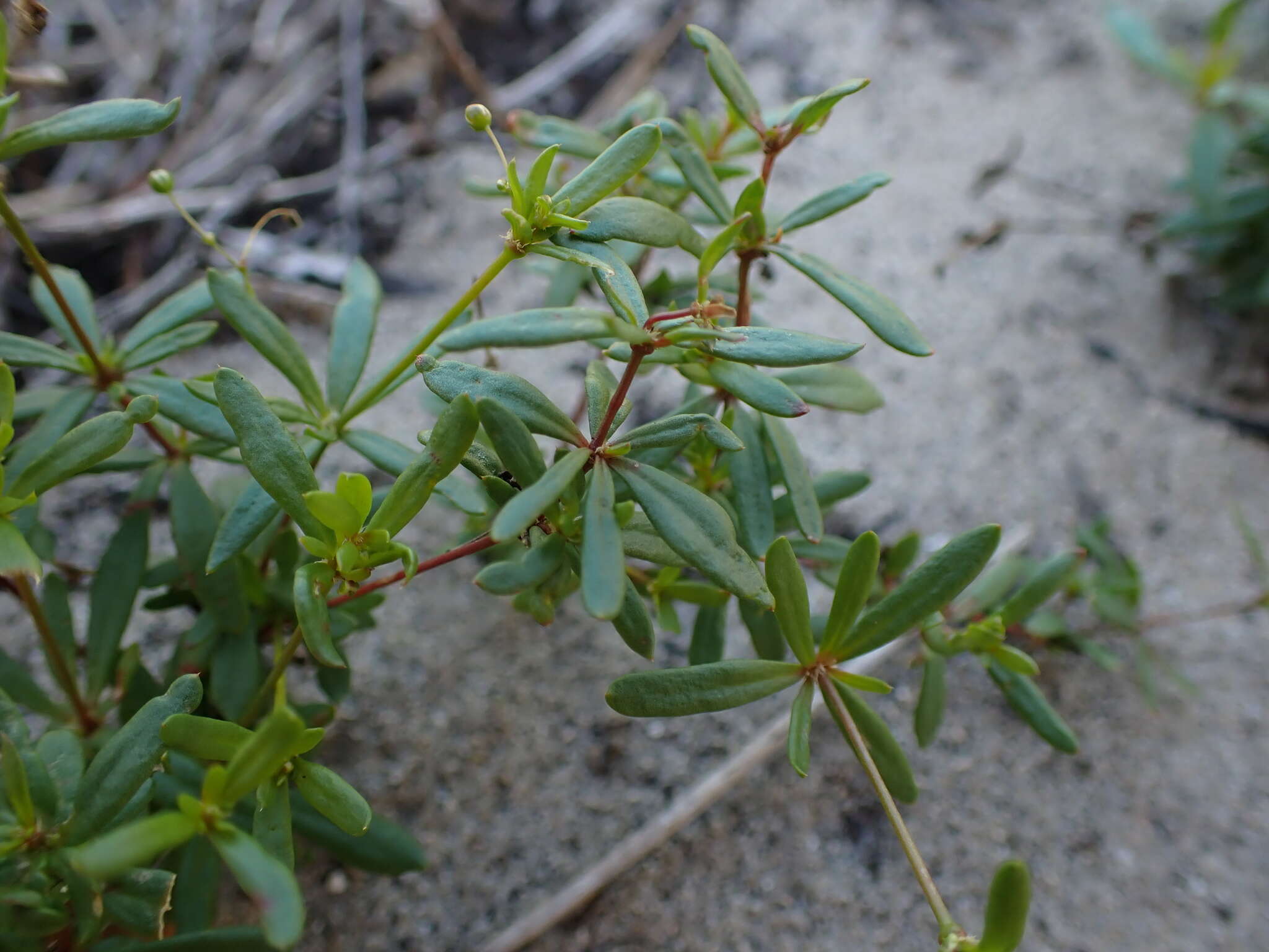 Image of Pharnaceum thunbergii Adamson