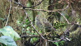 Image of warbler-finch